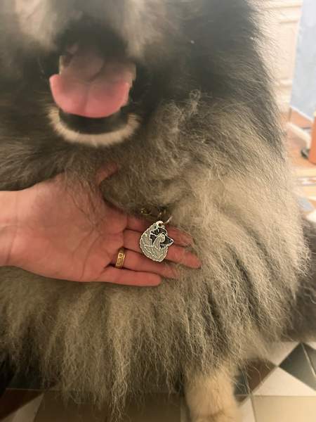 wolfspitz keeshond uk.jpg